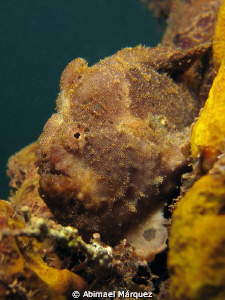 Frogfish, Crash Boat, Aguadilla, PR. by Abimael Márquez 